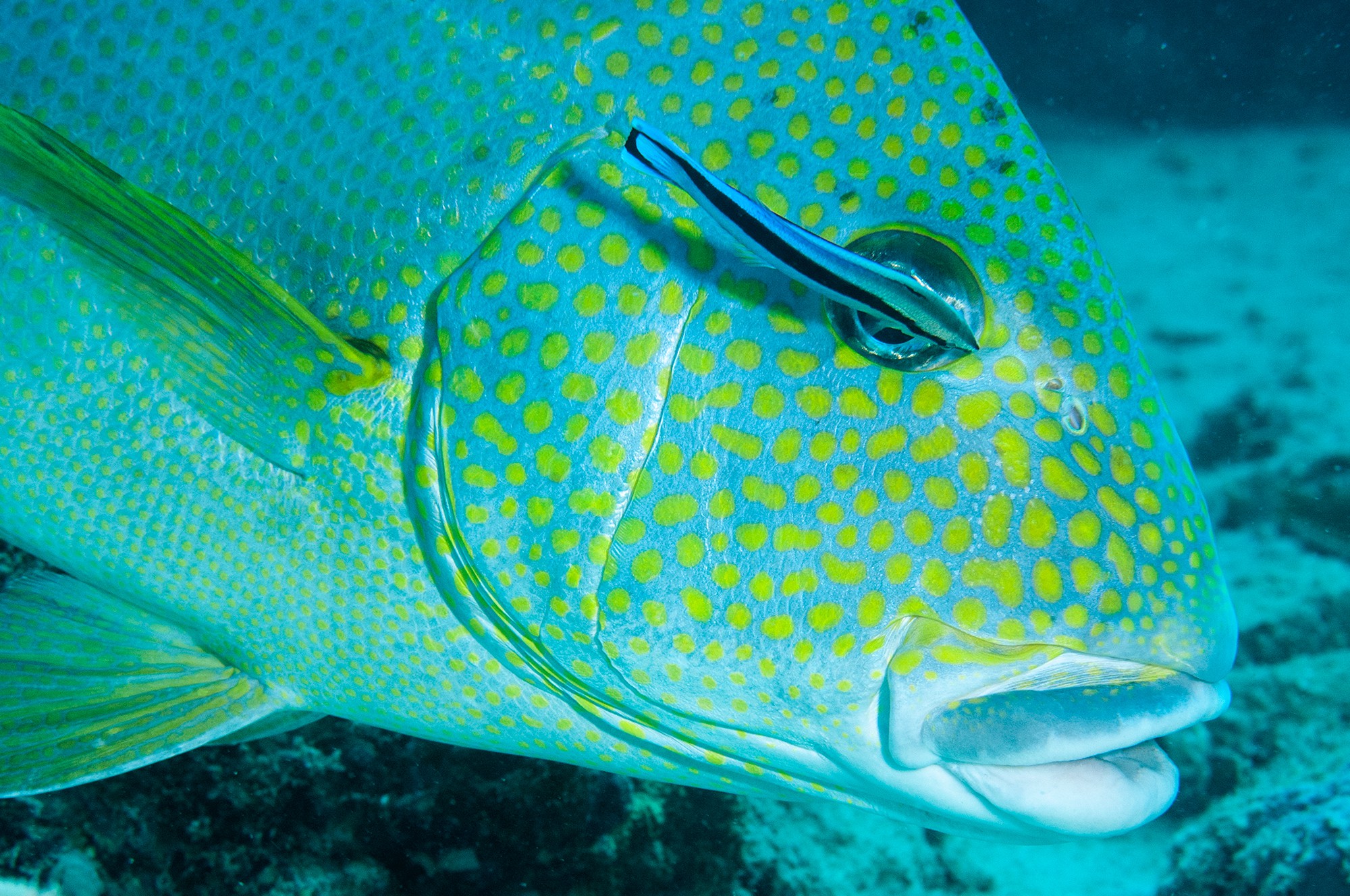 Why You Should Not Pick Seashells If You Love The Ocean