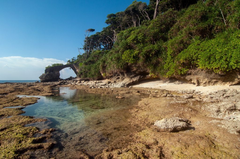 Beginner's Guide to Marine Life | ScubaLov at Havelock Island