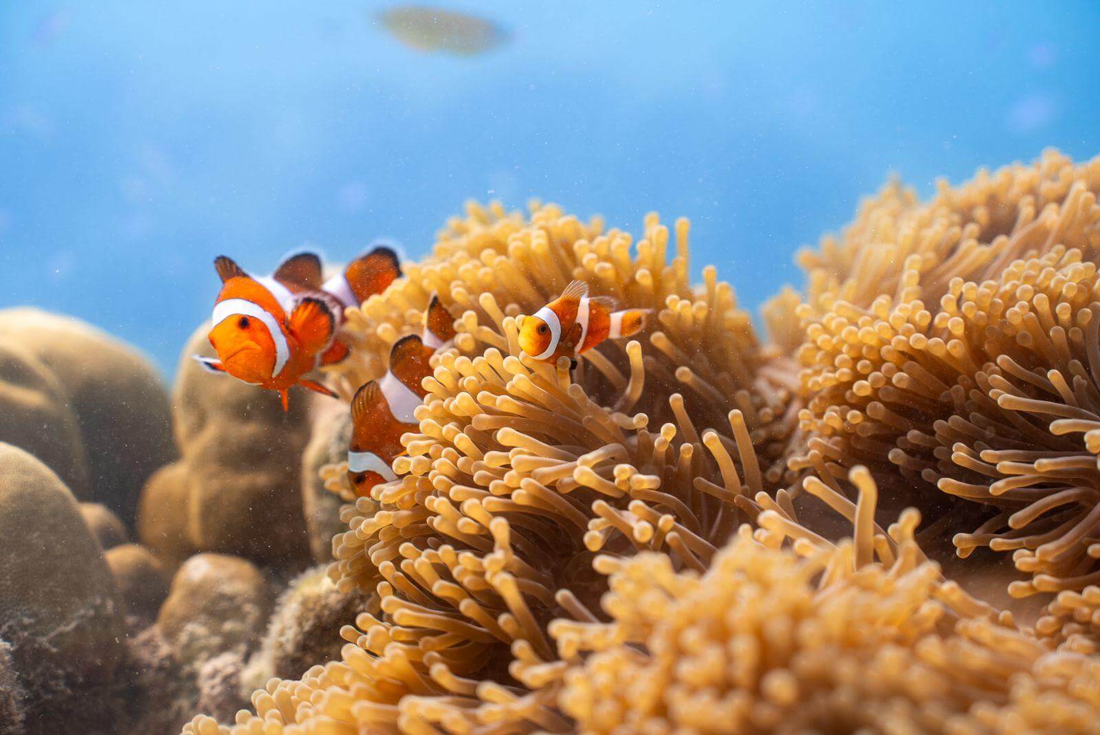 Meet the Locals: Marine Species Every Diver Should Spot at Neil Island